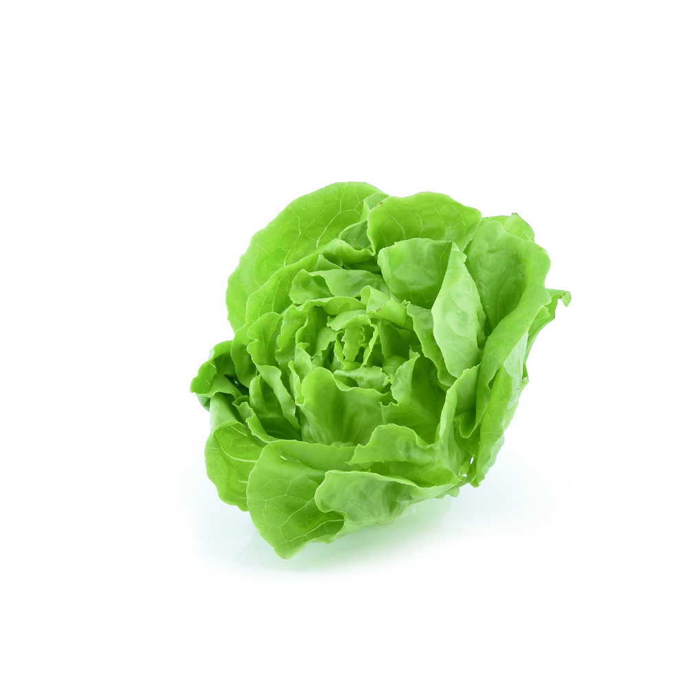 Lettuce, Baby Cos