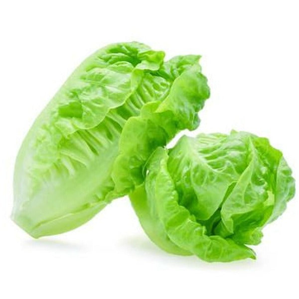 Cos Baby Lettuce, Twin pack